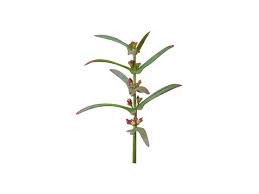 Image result for Ammannia aegyptiaca