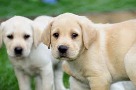 Feeding a puppy too much food in one go is a common cause of tummy. Labrador Dog Price Range Where To Buy Labrador Retriever Puppies
