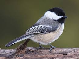 Bird With Red Triangle On Back Of Head Black Capped Chickadee Identification All About Birds Cornell Lab Of Ornithology In 2020 Chickadee Black Capped Chickadee Ornithology