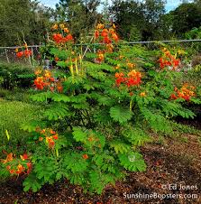 Image result for Caesalpinia