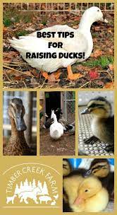Raising Ducks 9 Best Tips For Keeping Ducks Happy And Healthy Timber Creek Farm Raising Ducks Duck Farming Backyard Ducks