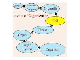 A tissue is an ensemble of similar cells and their extracellular matrix from the same origin that together carry out. Levels Of Organization Identify Cells Tissues Organ Systems