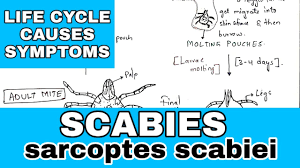 Image result for Sarcoptes scabiei life cycle