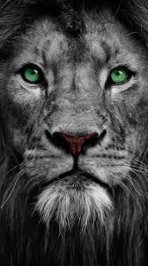 Download Leone Wallpaper By Djicio 32 Free On Zedge Now Browse Millions Lion Eyes Eyes Wallpaper Lion Pictures