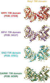 I need a ship for pve or how is this pvp fit? are not good, since we'll have to ask a million. Structure Of The Activated Roq1 Resistosome Directly Recognizing The Pathogen Effector Xopq Biorxiv