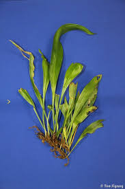 Image result for Vittaria elongata