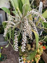 Image result for Microcoelia megalorrhiza