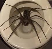 10 Biggest Spiders Ever Encountered!