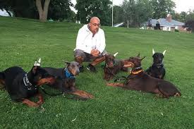 Till one day a friend recommended your site so i logged on and started searching and fell upon the sweetest little doberman puppy ever! Doberman Breeders Florida Florida Doberman Breeder