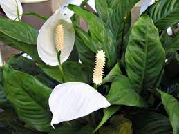 The Peace Lily Also Known As Mauna Loa Is Toxic To Both Dogs And Cats Ingestion Of The Peace Lily Or Calla L Peace Lily Plant Growing Lilies Peace Lily Care
