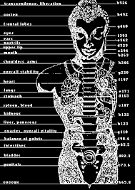 Frequencies Corresponding To The Human Body