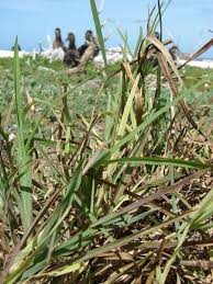 Image result for Eustachys paspaloides