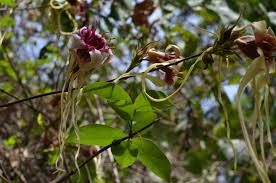 Image result for Strophanthus sarmentosus