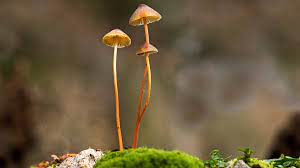 Clinical Trials Will Look At Using Psilocybin To Treat Depression