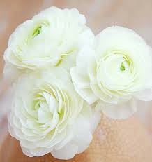 Fioraio bianchi caffè è anche un laboratorio floreale. Ranunculus Ibrido A Fiori Bianchi Aviv White Floriana Bulbose