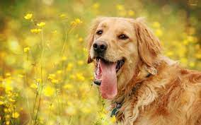 Golden Retriever Wallpapers Desktop Animal Wallpaper Golden Retriever Wallpaper Dog Wallpaper Dogs Golden Retriever