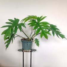 Philodendron Mayoi Google Search In 2020 Zimmerpflanzen Pflanzen Kreativ