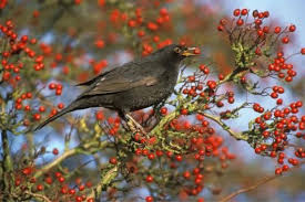 Eine Hecke Fur Den Vogelschutz Hecke Pflanzen Vogel Im Garten Schattenpflanzen