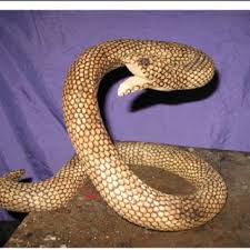Si necesitas saber cuánto se cobra de paro durante el 2020, aquí encontrarás toda la información: Pdf Traditional Use And Perception Of Snakes By The Nahuas From Cuetzalan Del Progreso Puebla Mexico