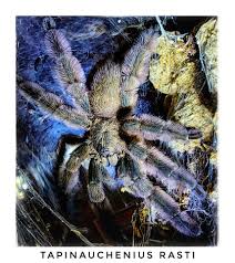 Image result for Stenostelma corniculatum