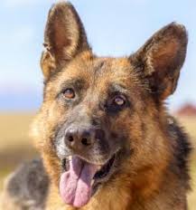 This list shouldn't be seen as a representation, guarantee, warranty, or evaluation of these organizations. Jasmine Is Available For Adoption At National Mill Dog Rescue Nmdr Dog Adoptdontshop Nopuppymills Lovedogs Love Rescue Dogs Dogs Pets