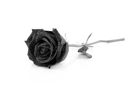 If you see some black and white flowers wallpapers hd you'd like to use, just click on the image to download to your desktop or mobile devices. 41 356 Black Roses Photos Free Royalty Free Stock Photos From Dreamstime