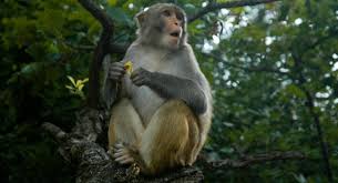 Tuổi Thân là con gì? Người tuổi Thân hợp với màu nào, con giáp nào?