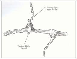 Image result for grape pruning