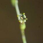 Image result for Schwenckia