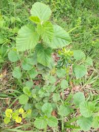 Image result for Sida chrysantha