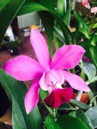 Orchid Cattleya Crownfox Our Zen Garden Cattleya Orchids Zen Garden