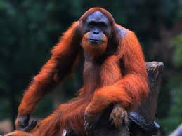 Перевод слова orangutan, американское и британское произношение, транскрипция. Orangutan Latest News Breaking Stories And Comment The Independent
