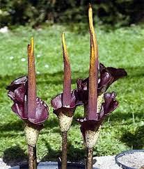 Voodoo Lily This Plant Smells Like Rotten Flesh And Is Said To Be Associated With Magic Lily Bulbs Unusual Plants Corpse Flower