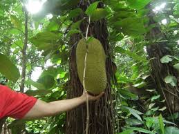 Image result for Artocarpus heterophyllus
