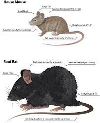 Image Result For Rats Vs Mice Rat Control Mouse Rat House Mouse