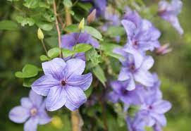 We did not find results for: When Do Clematis Bloom Blooming Season For Clematis