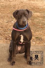 It's also free to list your available puppies and litters on our site. Pin On Dogs For Adoption