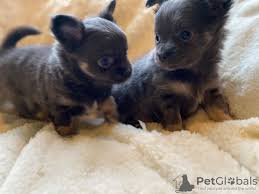 We did not find results for: Chihuahua For Sale In The City Of Chachak Serbia Price Negotiated Announcement 9190