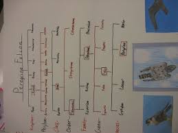 Linnaeus Taxonomy Chart Related Keywords Suggestions