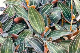 Image result for Vangueria discolor