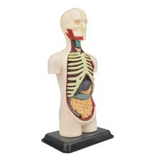 Thingiverse is a universe of things. 3d Torso Anatomy Kit 32 Pieces Kits Of Medicine