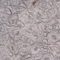 Image result for Hua gabonii