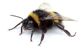 Hummel sind friedlich, können aber dennoch zustechen. Hummeln Sind Eigentlich Friedlich Springerlink