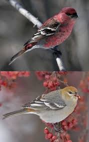 Bird With Red Head And Gray Body Pin Auf Birds