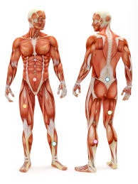 Another common cause of muscle spasms on the left side of the torso is irritable bowel syndrome (ibs). Image Result For Torso Muscles Anatomy Poses Human Anatomy Anatomy Drawing