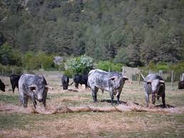 Juan Vicente Mora ¡una ganadería para seguir de cerca!