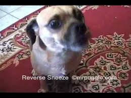 Kopeklerde Reverse Sneezing Ters Hapsirma Nedir Patipedia