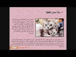 بيتس جوت ويب لشراء وبيع الحيوانات الأليفة تقدم لكم مدة حمل القطط petsgotweb art pandora screenshot pandora