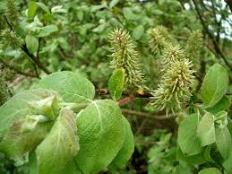 Image result for Goat Willow
