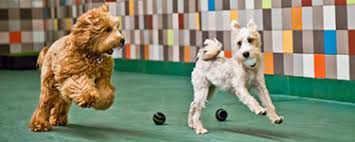 Maybe you would like to learn more about one of these? South Loop Pooch Hotel